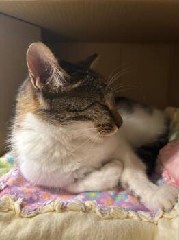 Bitsy -  Domestic Short Hair Cat for Adoption in Bloomington, Indiana - Bitsy | PetCurious