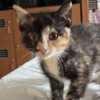 Maeve -  Domestic Short Hair Cat for Adoption in South Elgin, Illinois - Maeve | PetCurious