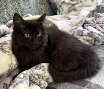 Sealy -  Domestic Long Hair Cat for Adoption in Mansfield, Connecticut - Sealy | PetCurious