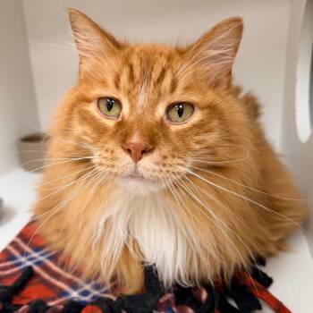Domestic Long Hair Cats Available for Adoption - Benji | PetCurious