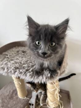 Opus -  Domestic Long Hair Cat for Adoption in Calgary, Alberta - Opus | PetCurious
