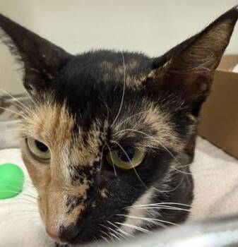 Domestic Short Hair Cats Available for Adoption in Honolulu, Hawaii - Ember | PetCurious