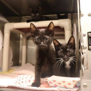 Domestic Short Hair Cats Available for Adoption in Briarcliff Manor, New York - Daphne | PetCurious