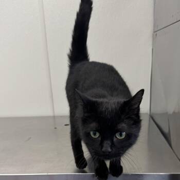 Domestic Short Hair Cats Available for Adoption in Fall River, Massachusetts - Maleficent  | PetCurious