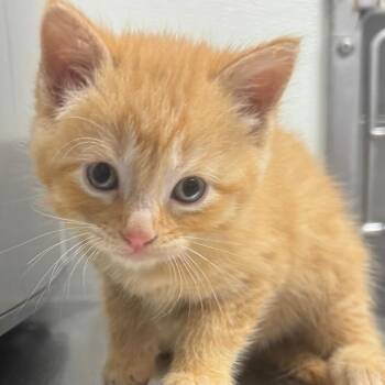 Domestic Short Hair Cats Available for Adoption in Greenville, South Carolina - Hot Cheetos | PetCurious