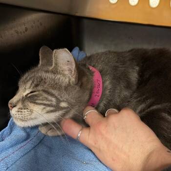 Anchovy -  Domestic Short Hair Cat for Adoption in Fairport, New York - Anchovy | PetCurious