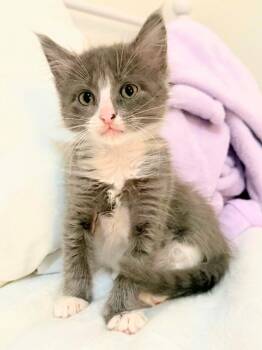 Alvin -  Maine Coon Cat for Adoption in New Braunfels, Texas - Alvin | PetCurious
