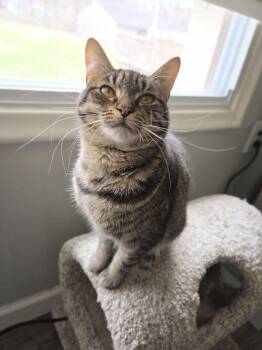 Domestic Short Hair Cats Available for Adoption - Dixie | PetCurious