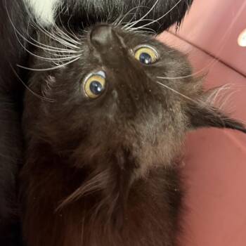 1002-C26 -  Domestic Short Hair Cat for Adoption in Port Charlotte, Florida - 1002-C26 | PetCurious