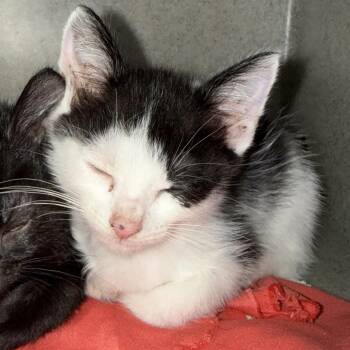 Gino -  Domestic Short Hair Cat for Adoption in San Antonio, Texas - Gino | PetCurious