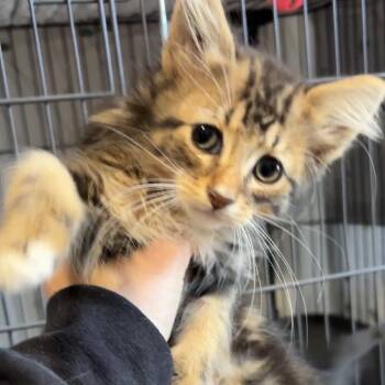 Harrison -  Domestic Medium Hair Cat for Adoption in Monroe, Michigan - Harrison | PetCurious
