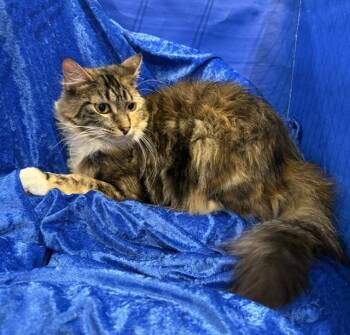 Lola -  Maine Coon Cat for Adoption in Gainesville, Florida - Lola | PetCurious