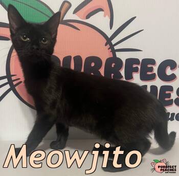Meowjito -  Domestic Short Hair Cat for Adoption in Douglasville, Georgia - Meowjito | PetCurious