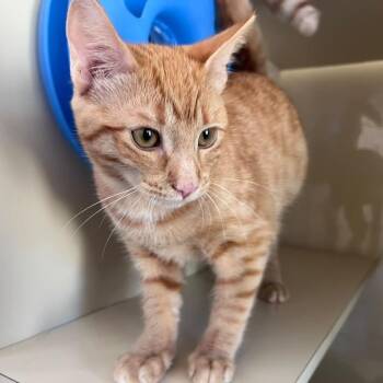 Gordita -  Domestic Short Hair Cat for Adoption in San Pablo, California - Gordita | PetCurious