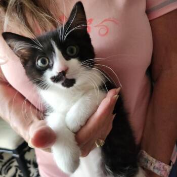 Panda -  Domestic Short Hair Cat for Adoption in Talent, Oregon - Panda | PetCurious