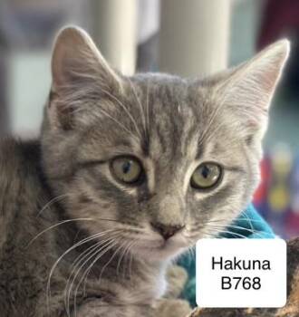 Rescue Domestic Short Hair Cats for Adoption in Morganton, North Carolina - Hakuna | PetCurious