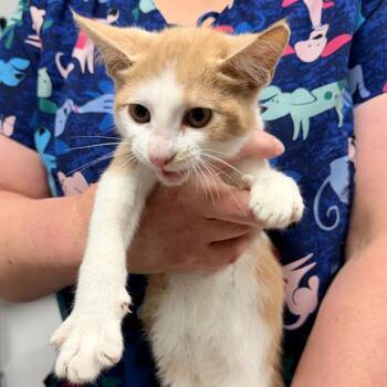 Sand Dollar -  Domestic Short Hair Cat for Adoption in Trenton, New Jersey - Sand Dollar | PetCurious