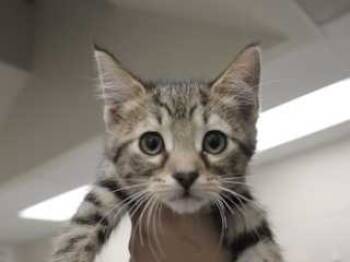 Rescue Domestic Short Hair Cats for Adoption in Wildomar, California - Timmy Turnip* | PetCurious
