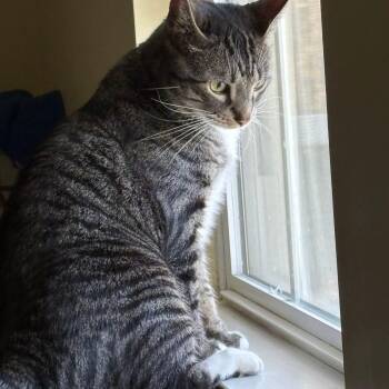 Domestic Short Hair Cats Available for Adoption in Mantua Township, New Jersey - Lemon | PetCurious