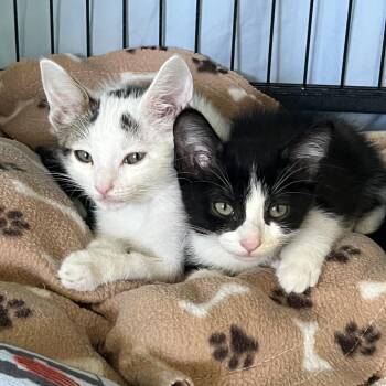 Memphis -  Domestic Short Hair Cat for Adoption in Long Beach, California - Memphis | PetCurious