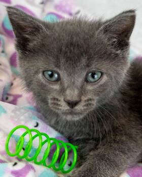 Dobby -  Domestic Short Hair Cat for Adoption in Kennesaw, Georgia - Dobby | PetCurious