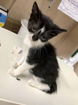 Lucille K -  Domestic Short Hair Cat for Adoption in Sherwood, Oregon - Lucille K | PetCurious