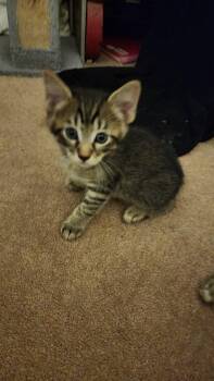 Gilly -  Domestic Short Hair Cat for Adoption in Greenwood, Indiana - Gilly | PetCurious