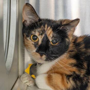 MARY -  Domestic Short Hair Cat for Adoption in St. Louis, Missouri - MARY | PetCurious