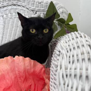 Beach Bum 56253 -  Extra Toes Cat Hemingway Polydactyl Cat for Adoption in Eaton Rapids, Michigan - Beach Bum 56253 | PetCurious