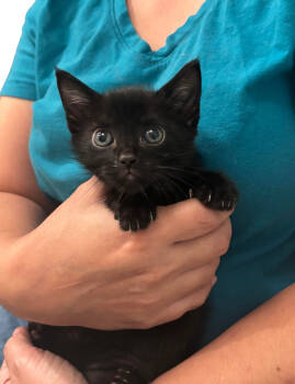 Rescue Domestic Short Hair Cats for Adoption in Camden, South Carolina - Otis Redding (Available For Pre-adoption) | PetCurious