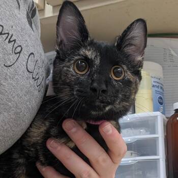 Polka -  Domestic Short Hair Cat for Adoption in Ardmore, Oklahoma - Polka | PetCurious