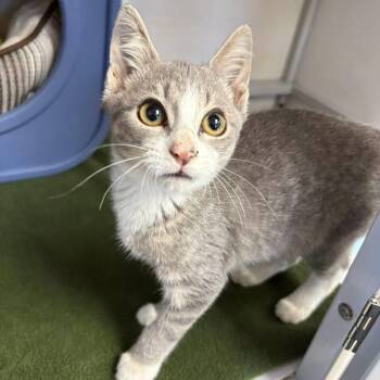 Quibbler -  Domestic Short Hair Cat for Adoption in White Oak, Pennsylvania - Quibbler | PetCurious