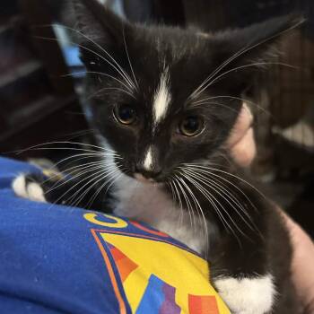 Oboe -  Domestic Short Hair Cat for Adoption in Johnstown, Pennsylvania - Oboe | PetCurious