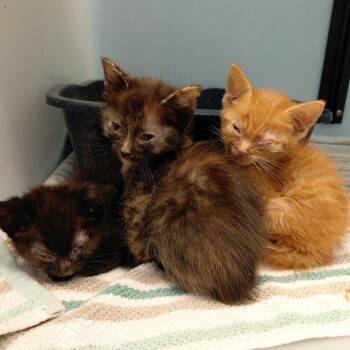 Eugene -  Domestic Short Hair Cat for Adoption in Harrisonburg, Virginia - Eugene | PetCurious