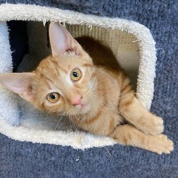 Rescue Domestic Short Hair Cats for Adoption in Attica, New York - Mango | PetCurious