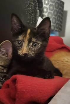 Barbara -  Domestic Short Hair Cat for Adoption in Bloomsdale, Missouri - Barbara | PetCurious