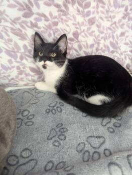 Galaxy -  American Shorthair Cat for Adoption in Ellijay, Georgia - Galaxy | PetCurious