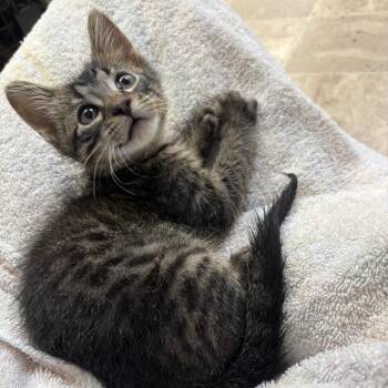 Ketchup -  Domestic Short Hair Cat for Adoption in Springfield, Illinois - Ketchup | PetCurious