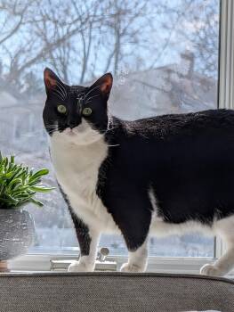 Trixie -  Tuxedo Cat Available for Adoption in Linden, New Jersey - Trixie | PetCurious