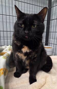 Smokey -  Domestic Short Hair Cat for Adoption in Muskegon, Michigan - Smokey | PetCurious