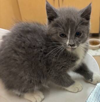 Rescue Domestic Long Hair Cats for Adoption in Elizabethton, Tennessee - MAYA | PetCurious