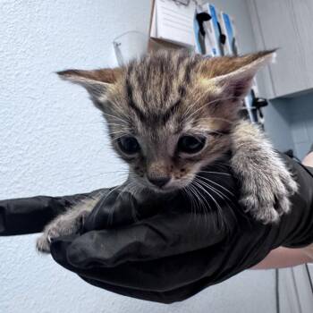 Domestic Short Hair Cats Available for Adoption in Riverside, California - Hopsy | PetCurious