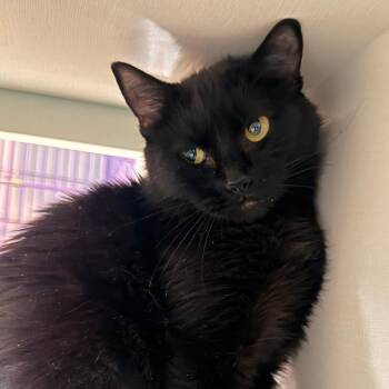 Selena -  Domestic Short Hair Cat for Adoption in Salisbury, Massachusetts - Selena | PetCurious