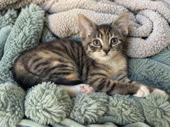 Kiwi (foster cat) -  Domestic Medium Hair Cat for Adoption in Littlestown, Pennsylvania - Kiwi (foster Cat) | PetCurious
