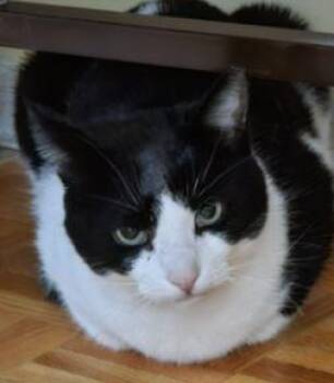 Domestic Short Hair Cats Available for Adoption in Georgina, Ontario - Oreo 2 | PetCurious