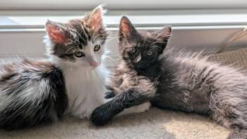 Sasha -  Domestic Long Hair Cat for Adoption in Wilmington, North Carolina - Sasha | PetCurious