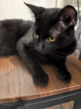 Rescue Domestic Short Hair Cats for Adoption in Atlanta, Georgia - Tomasa | PetCurious