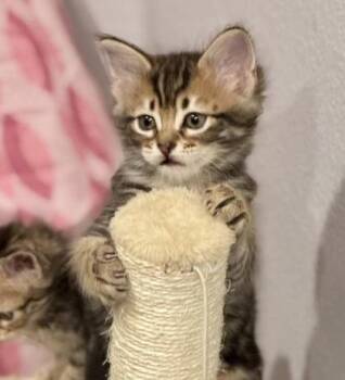 Domestic Medium Hair and Domestic Short Hair Cats Available for Adoption in Fort Worth, Texas - Mocha | PetCurious