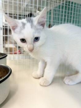 26-25 Blinky -  Domestic Short Hair Cat for Adoption in St. Helens, Oregon - 26-25 Blinky | PetCurious