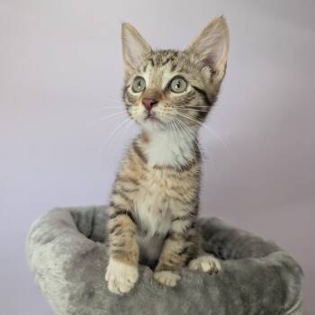 George -  Domestic Short Hair Cat for Adoption in West Plains, Missouri - George | PetCurious